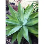 agave attenuata