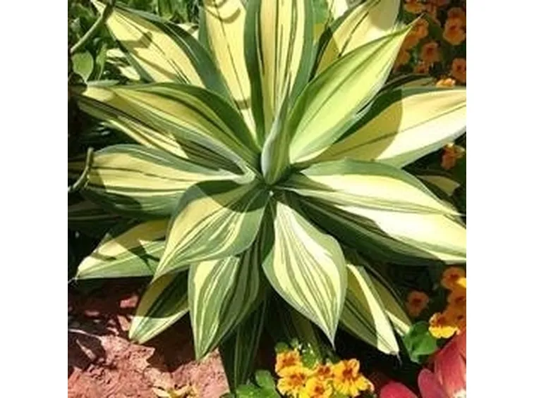 agave attenuata