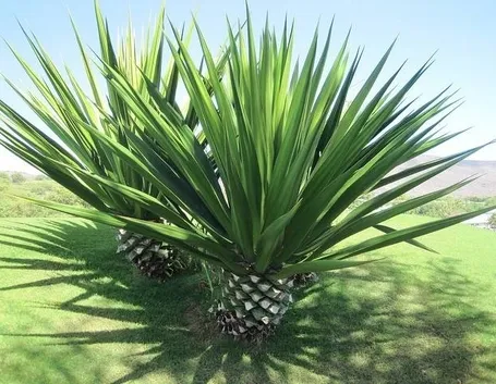 agave sisalana