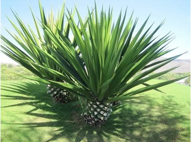 agave sisalana