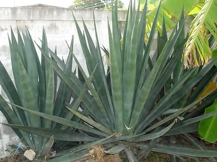 agave sisalana