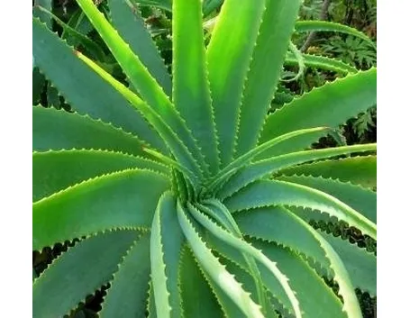 aloe vera