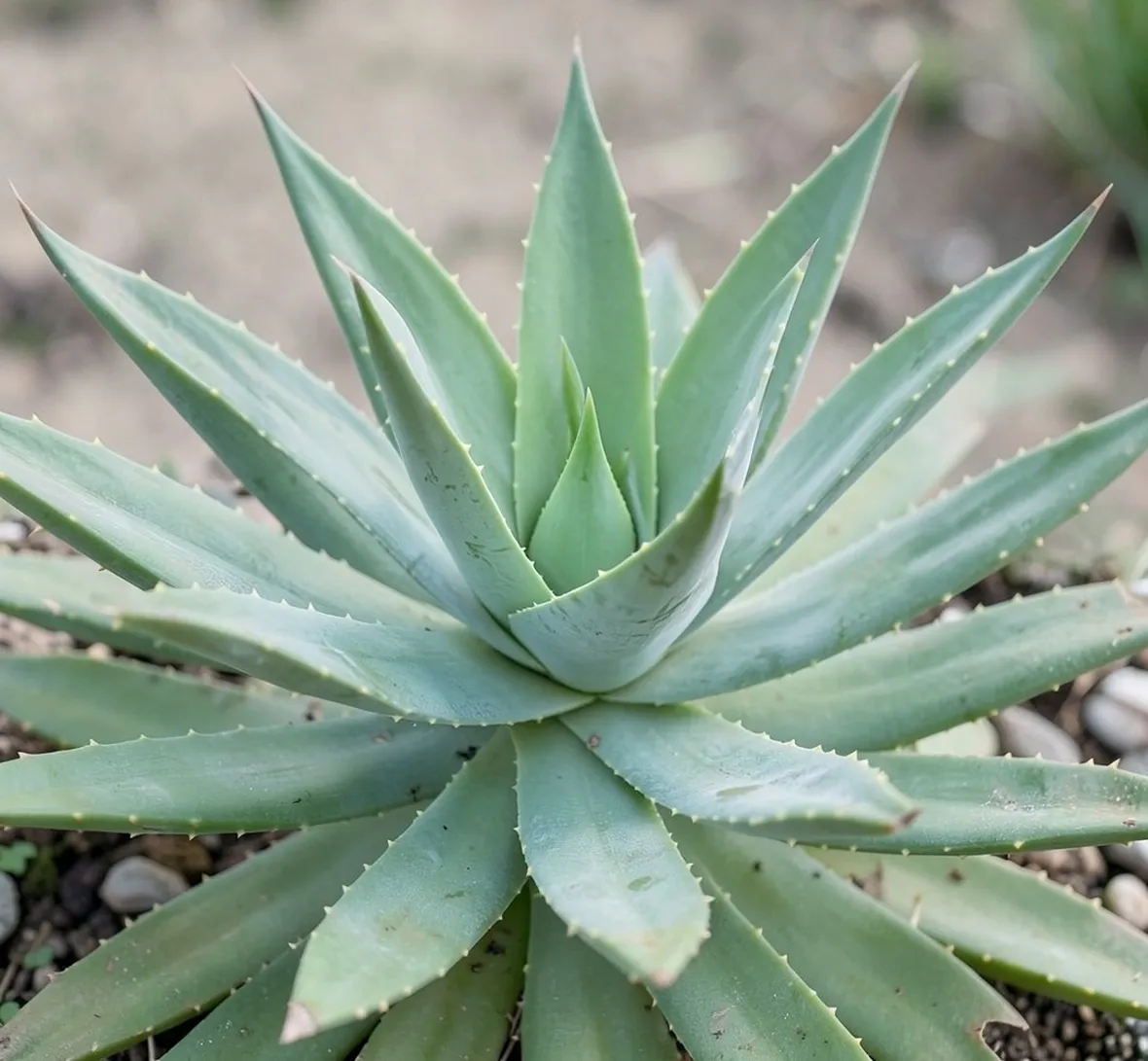 aloe vera