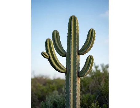 pianta di cactus