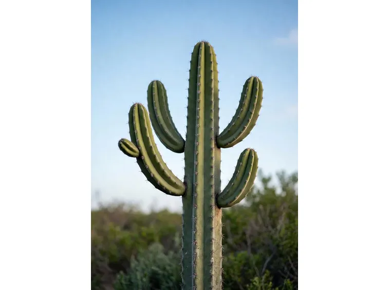 pianta di cactus