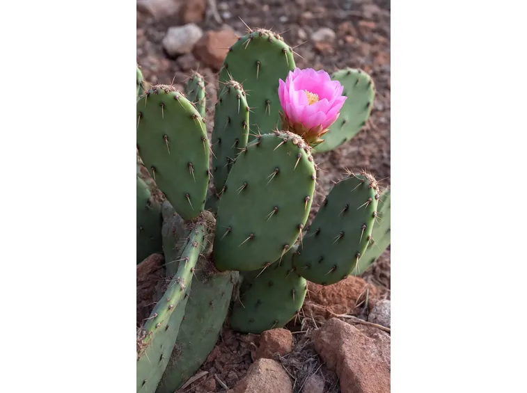 pala di cactus