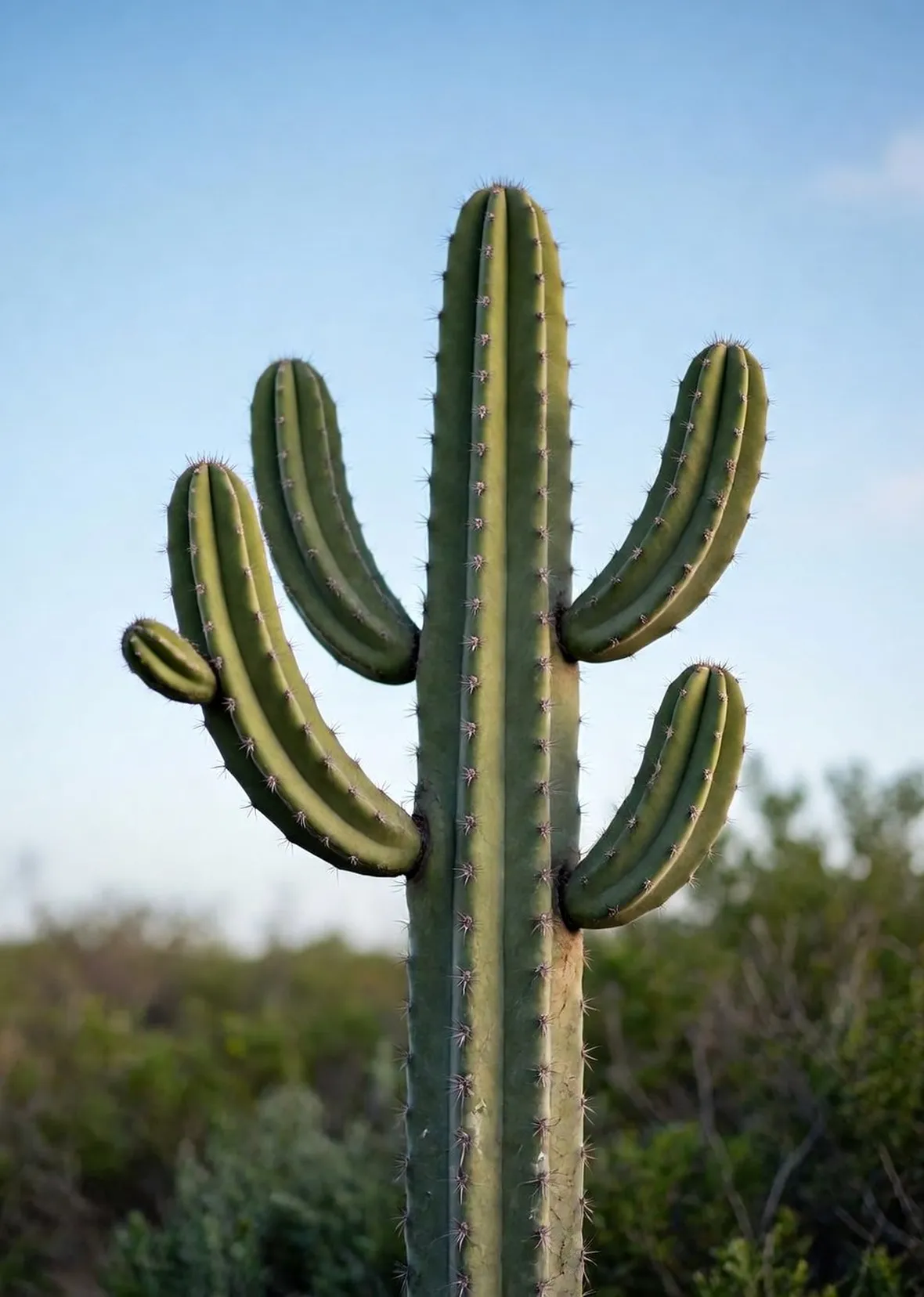 pianta di cactus