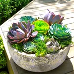 piante grasse in vaso