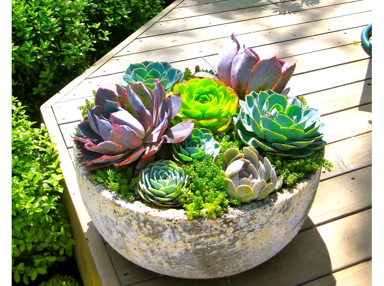 piante grasse in vaso