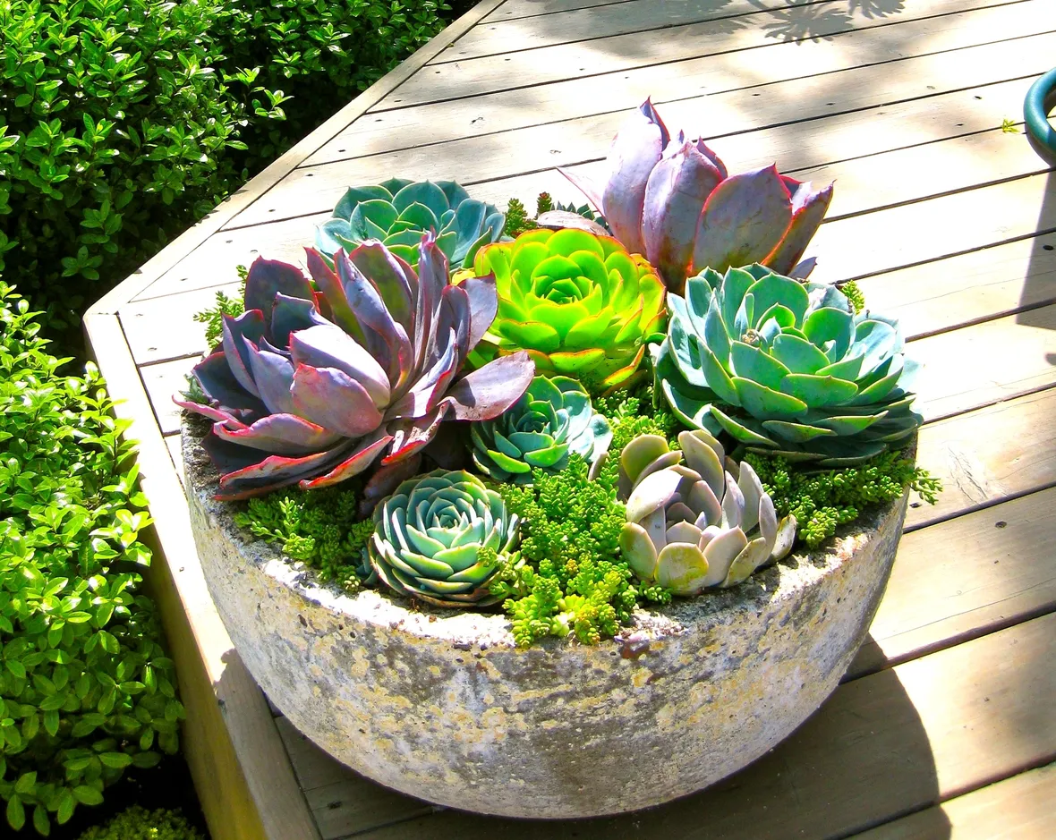 piante grasse in vaso