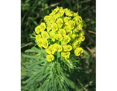 euphorbia
