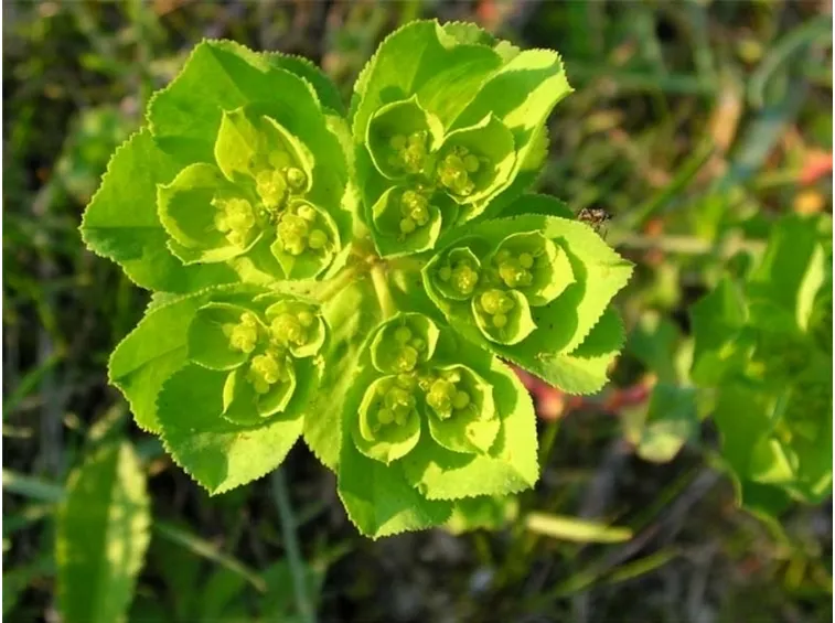 euphorbia pianta