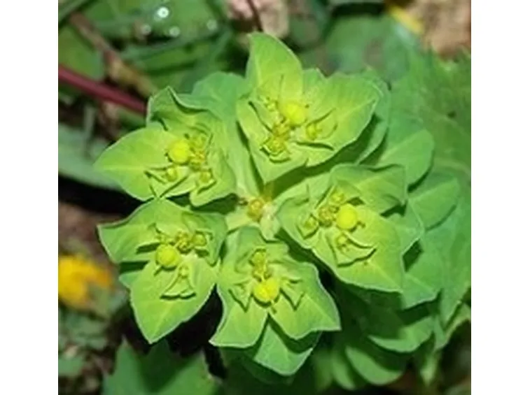 fiori euphorbia