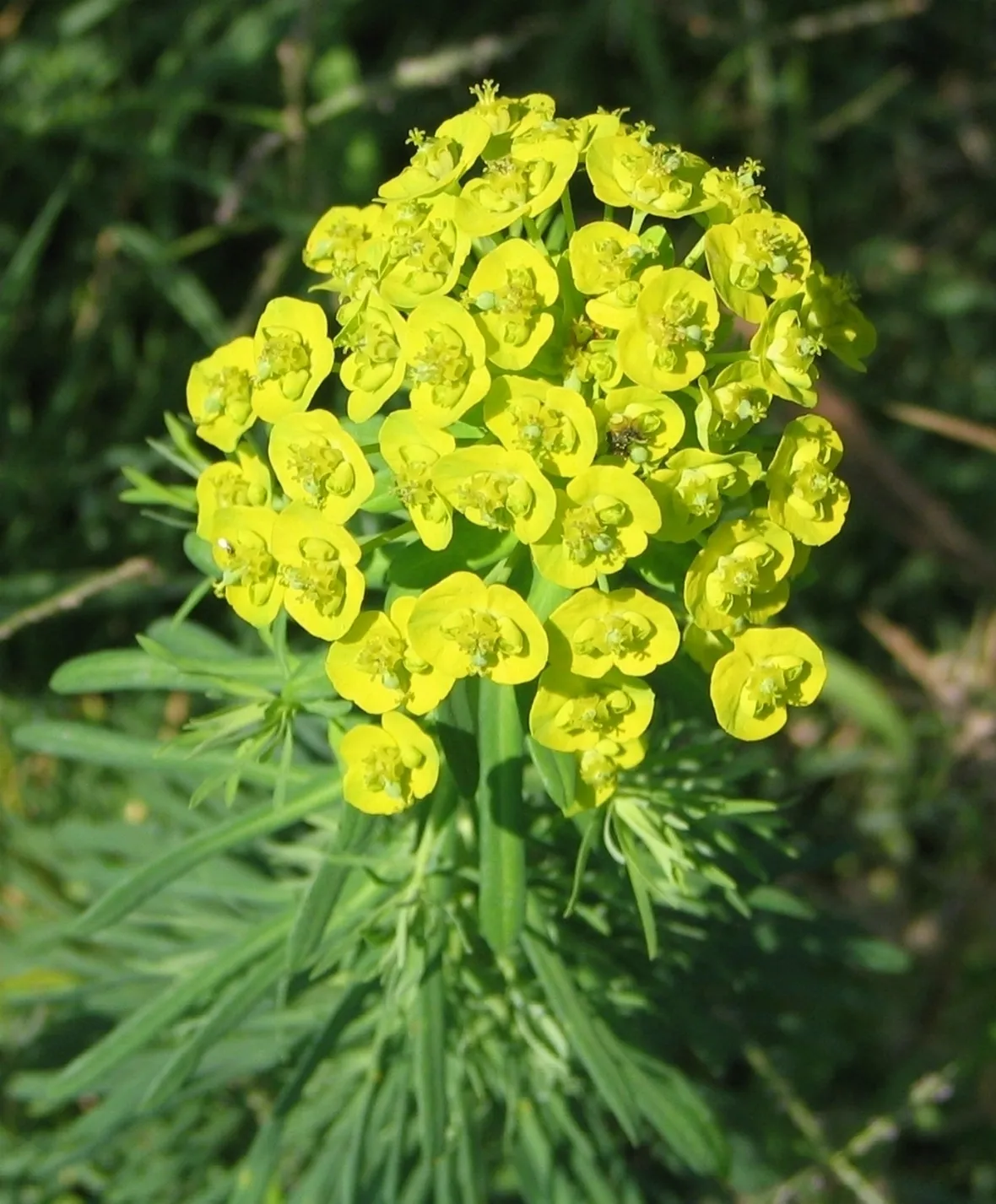 euphorbia