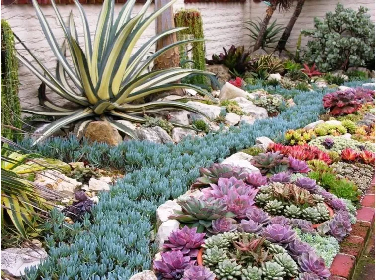 giardino di piante grasse