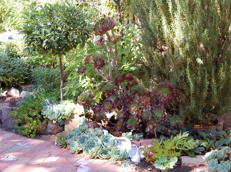 piante grasse in giardino