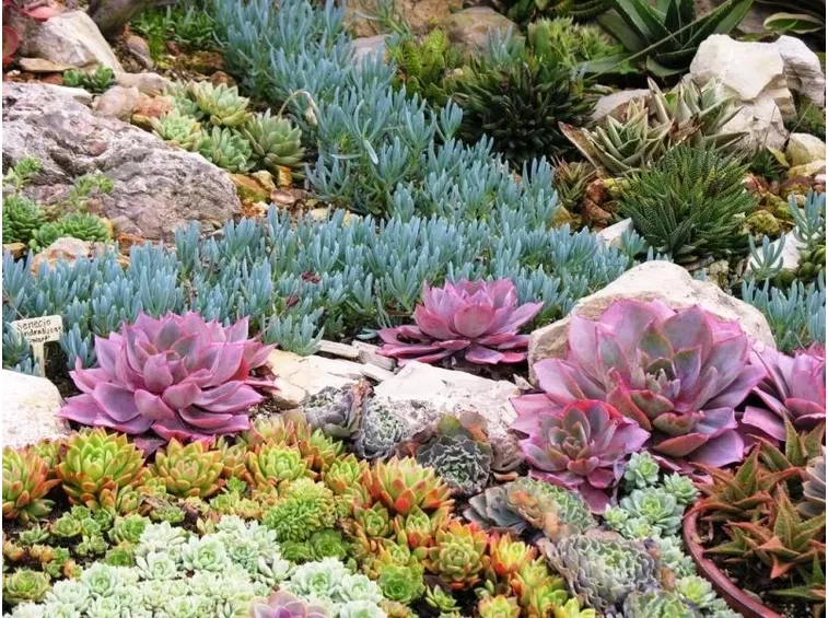 giardini con piante grasse