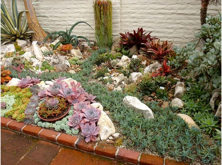 piante grasse per giardino