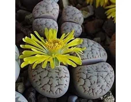 lithops