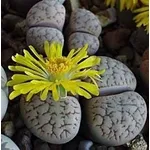lithops
