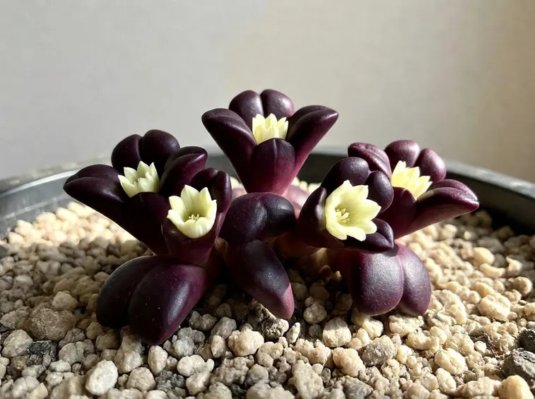 lithops