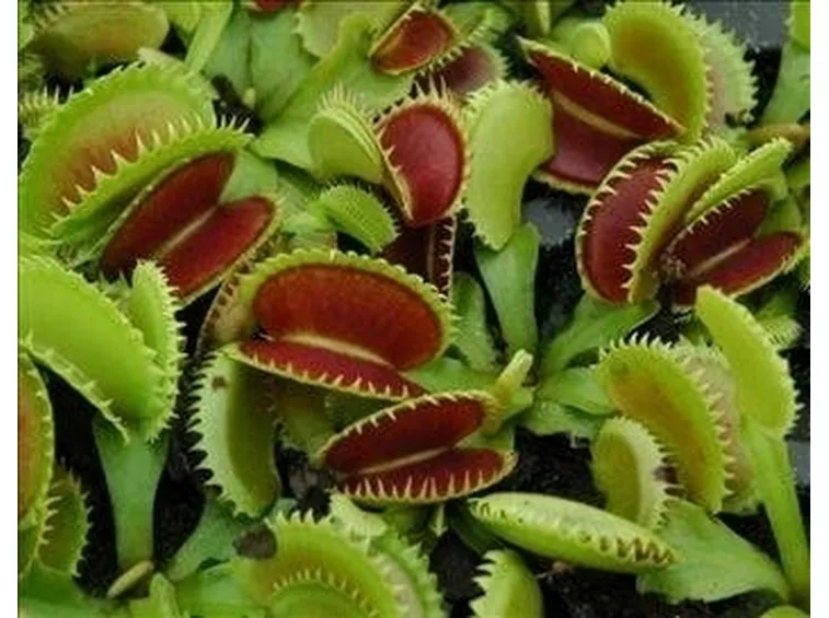 pianta carnivora
