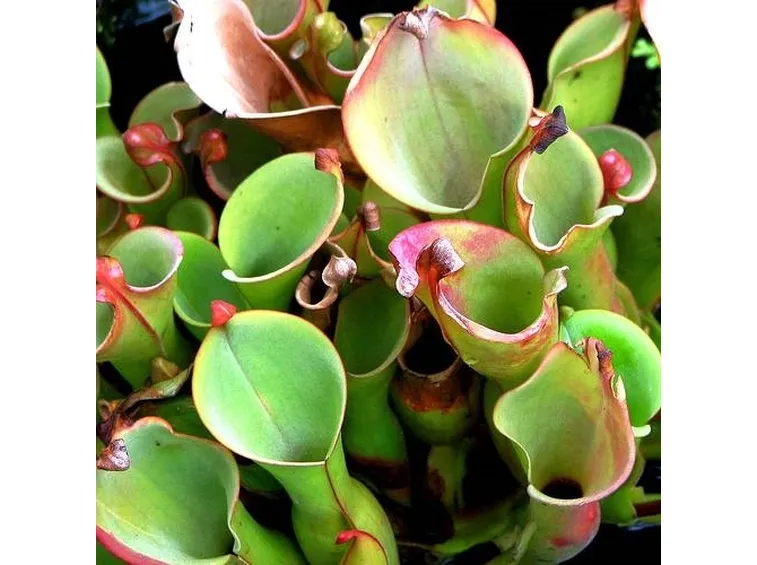 pianta carnivora