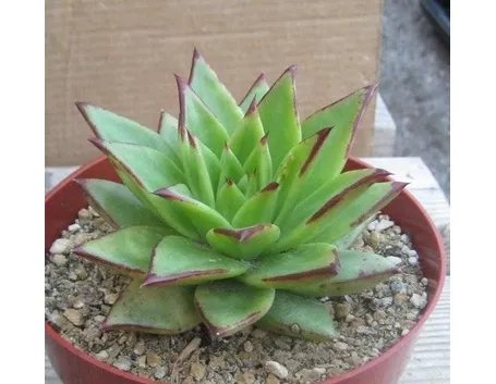 pianta grassa