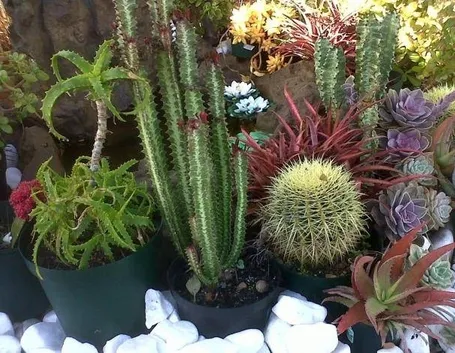 cactus