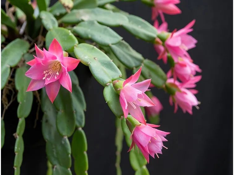 Cactus di Natale