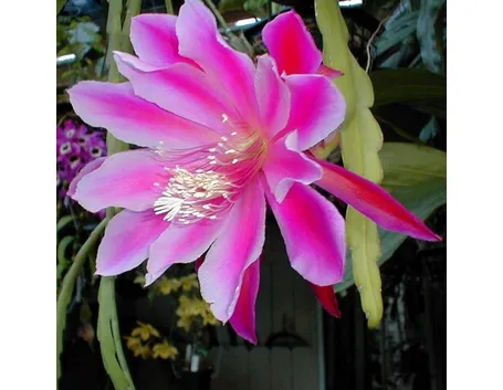 Epiphyllum