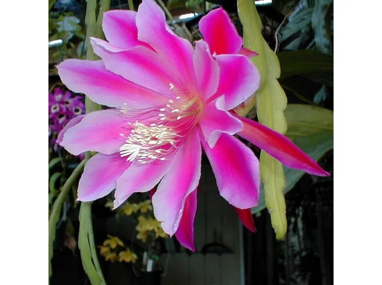 Epiphyllum
