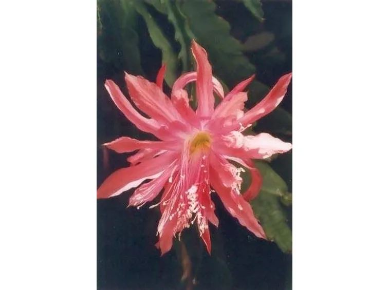 Aporocactus flagelliformis