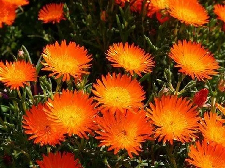 Lampranthus