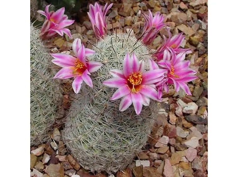 Mammillaria