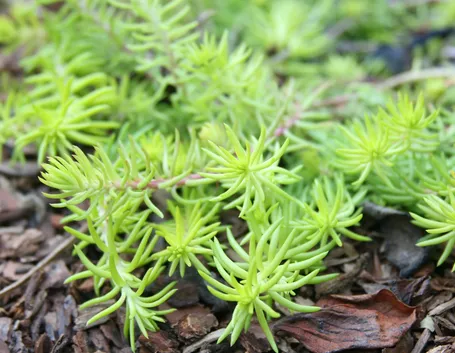 Sedum