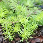 Sedum