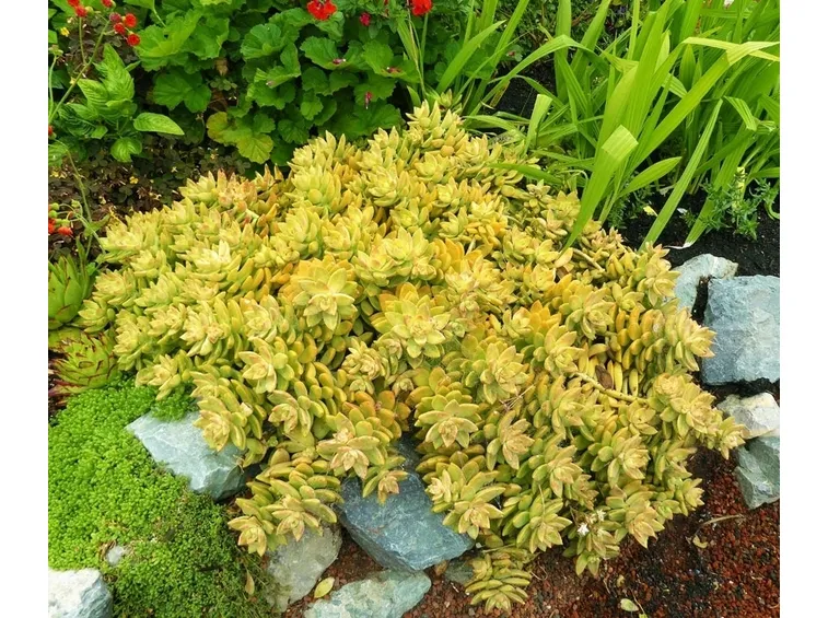Sedum x adolphii Golden
