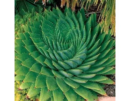 Piante grasse 