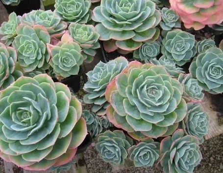 piante succulenti