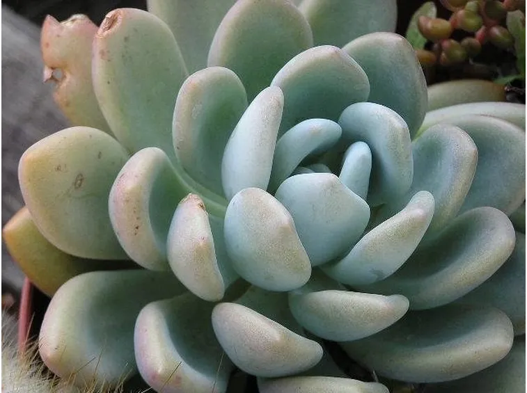 pianta grassa