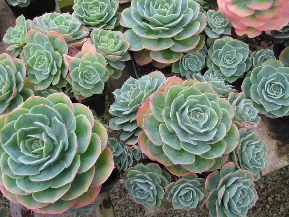 piante succulenti