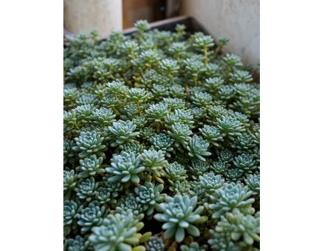 sedum