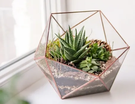 Una composizione di succulente