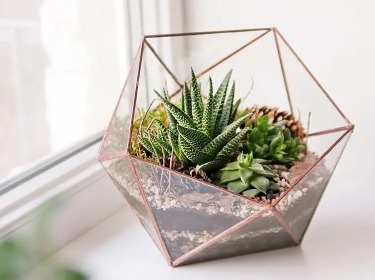 Una composizione di succulente