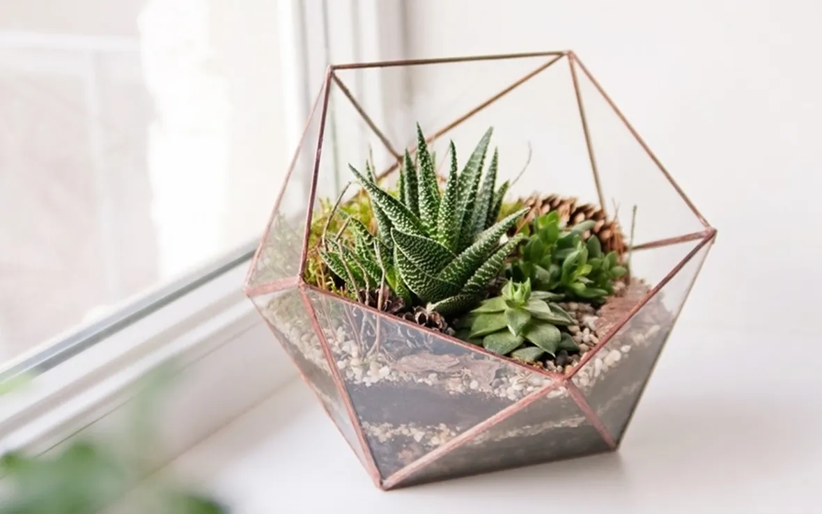 Una composizione di succulente