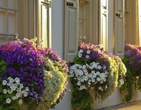 fiori per fioriere 