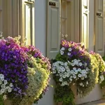 fiori per fioriere 