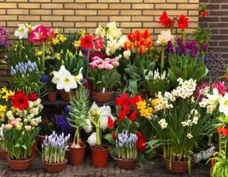 Vasi per fiori