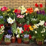 Vasi per fiori